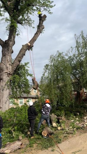 A group of people are cutting down a tree.