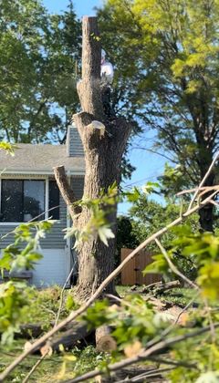 A tree is being cut down in front of a house.