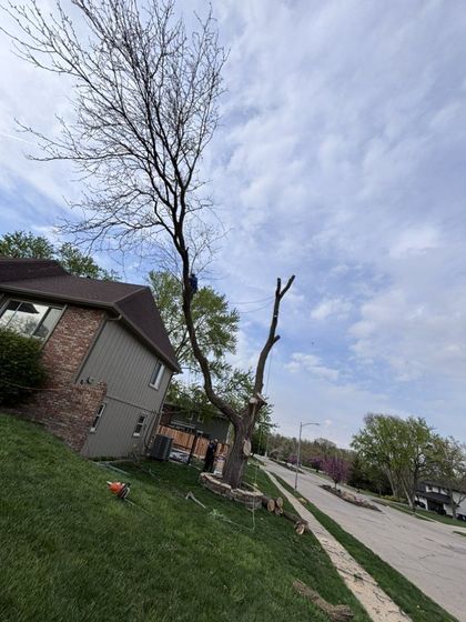 A tree is being cut down in front of a house.