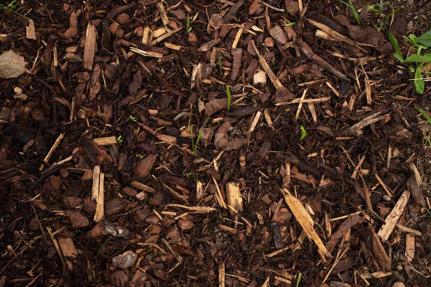 A pile of brown mulch with grass growing out of it.