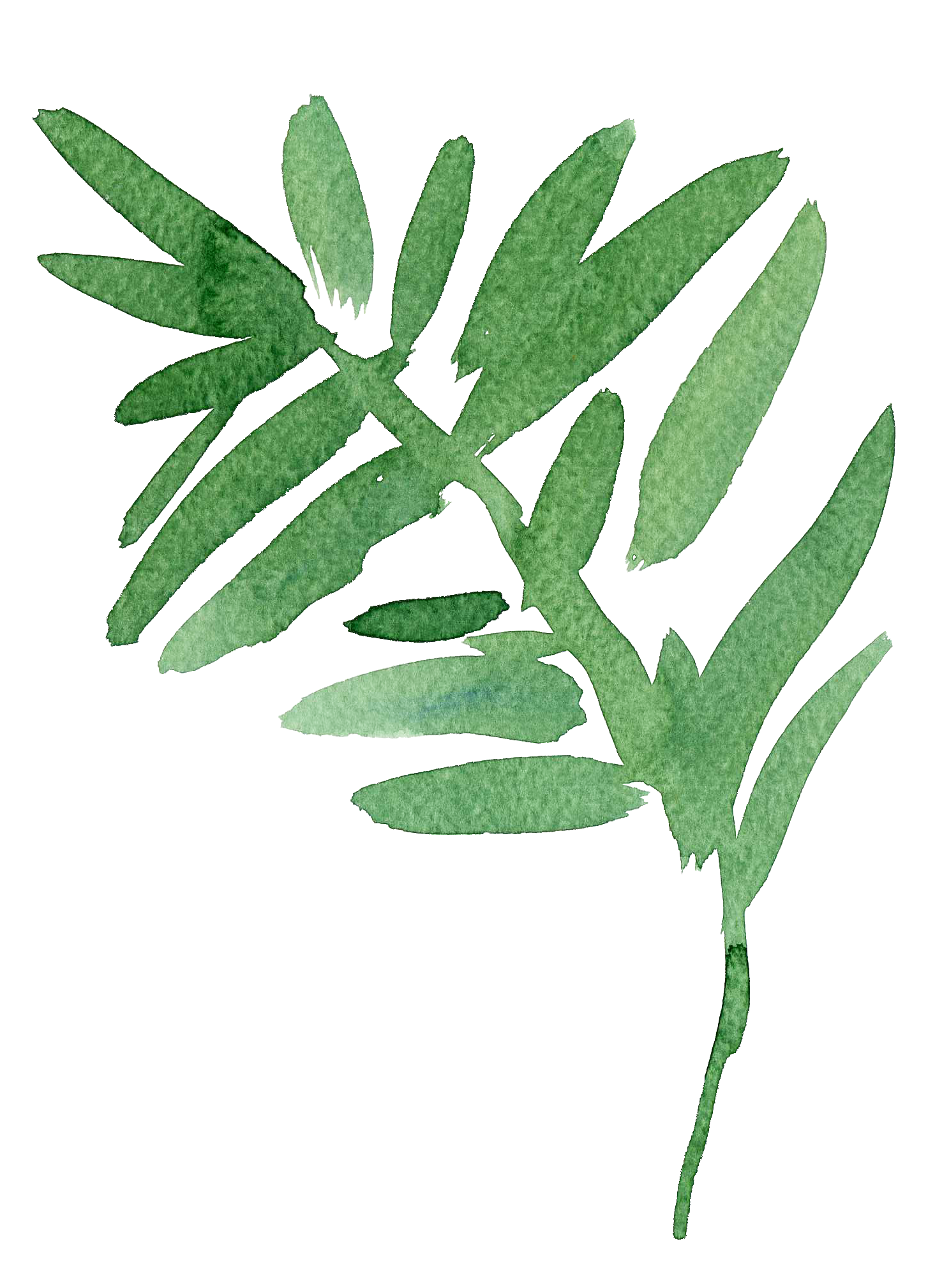 Watercolor illustration of a green leafy branch.
