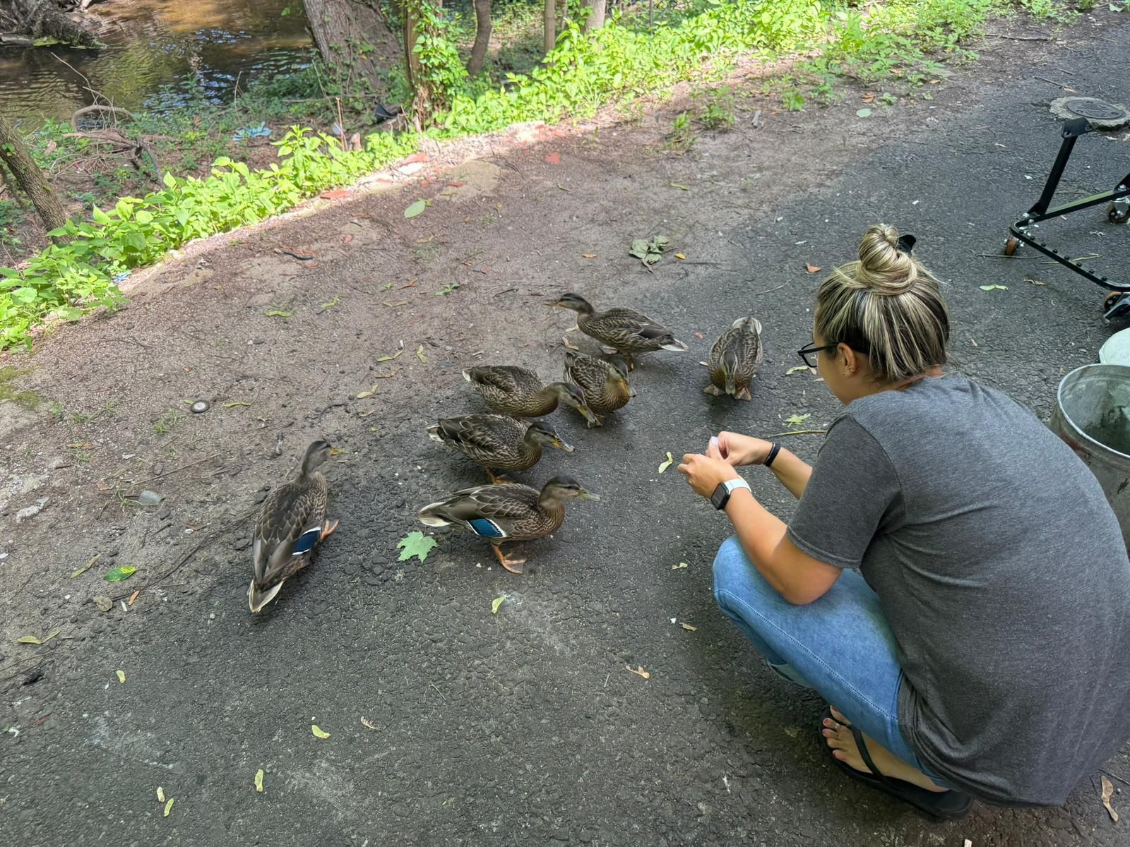 Woman Feeding Ducks In Mamaroneck Community | Motorwerks Inc