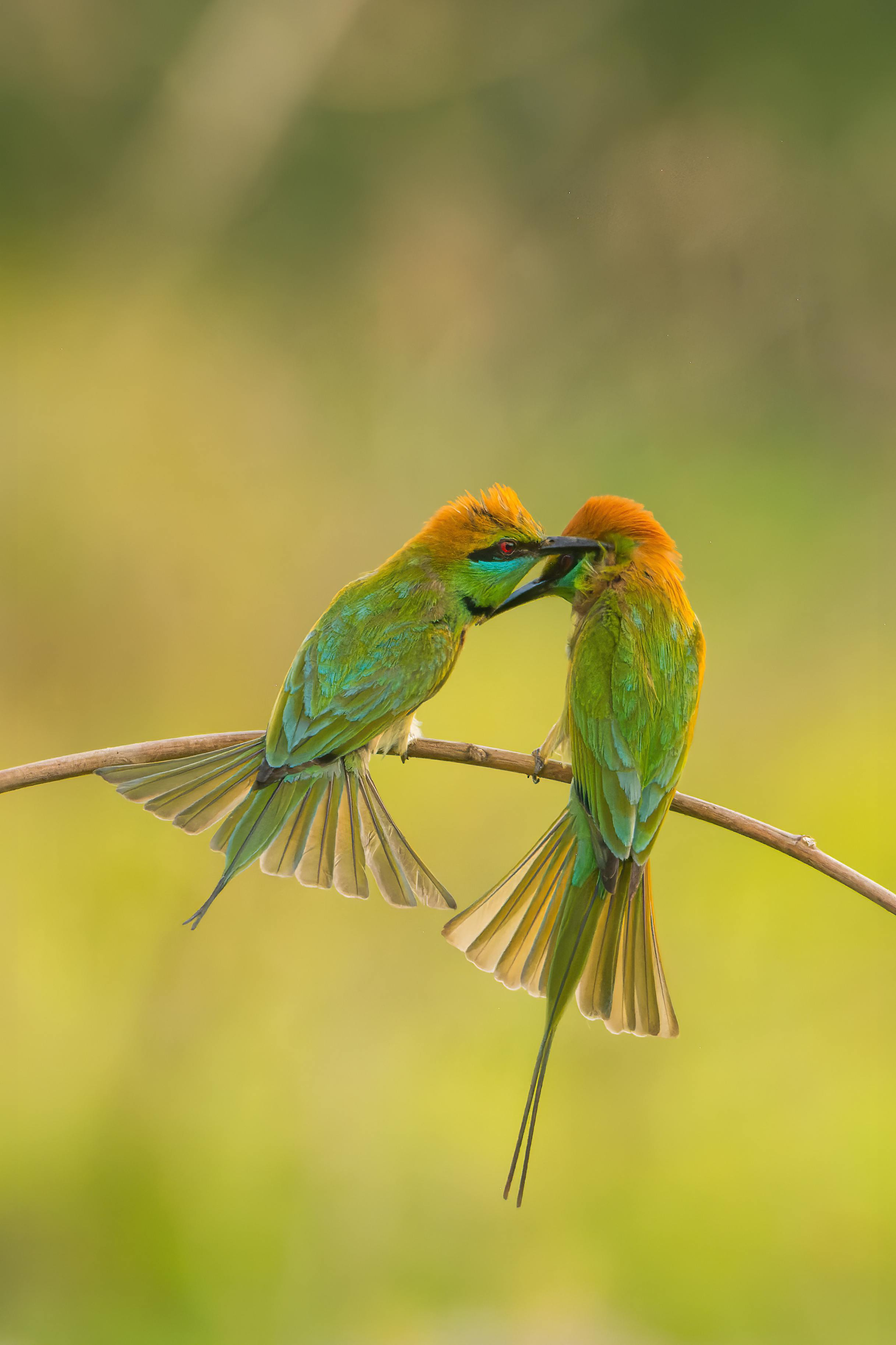 Two birds are sitting on a branch and kissing each other.