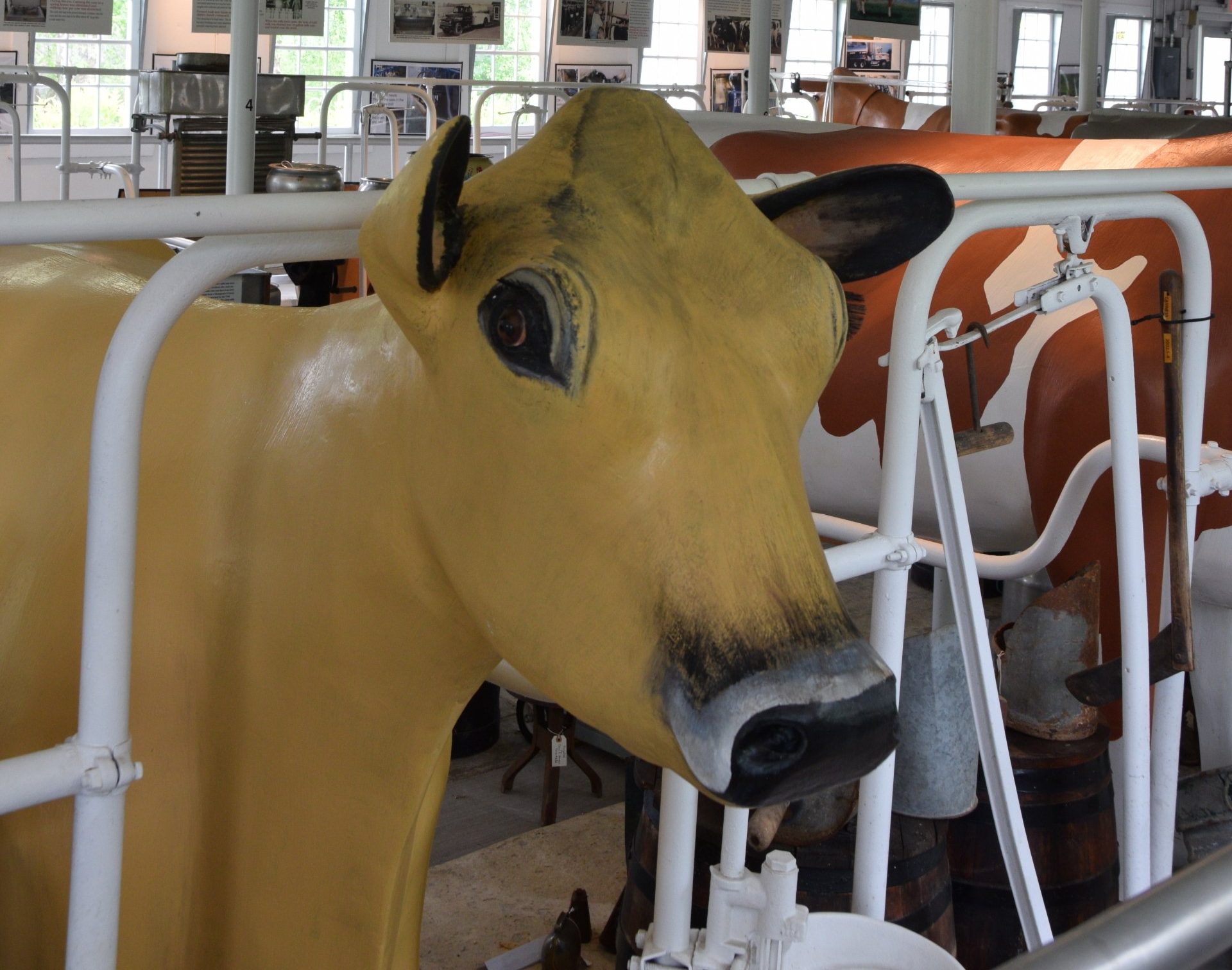 Jersey Cow