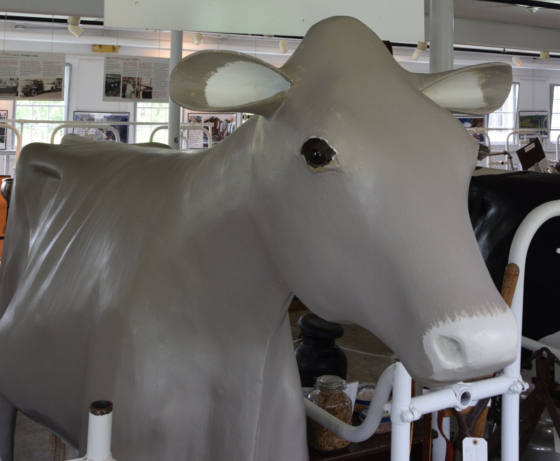 Brown Swiss cow