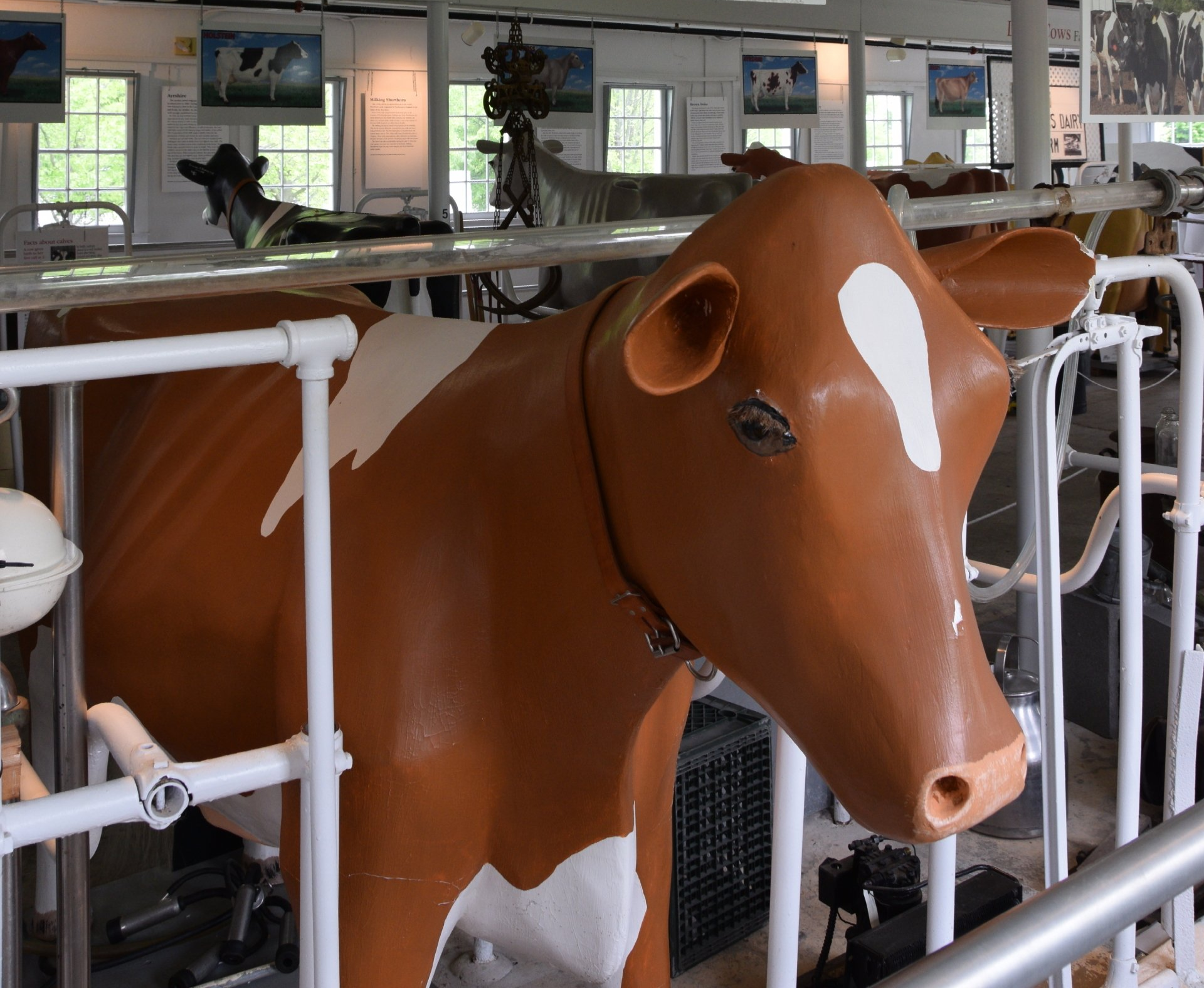 Brown Ayrshire Cow
