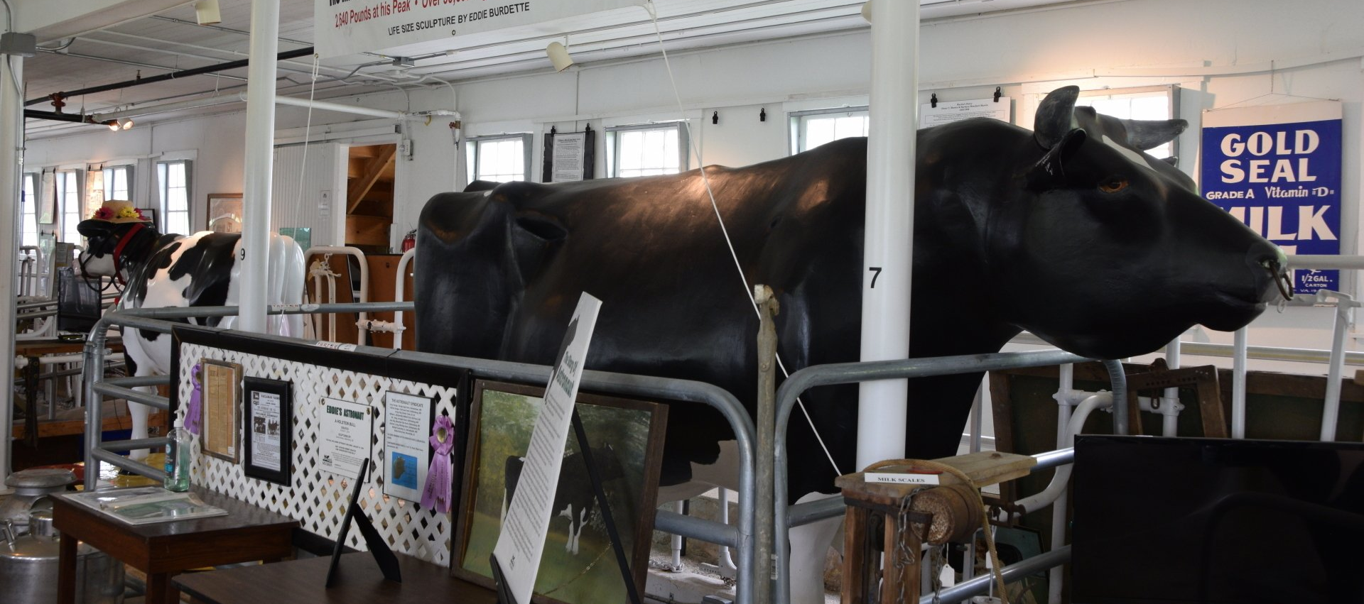 Astronaut the prize bull