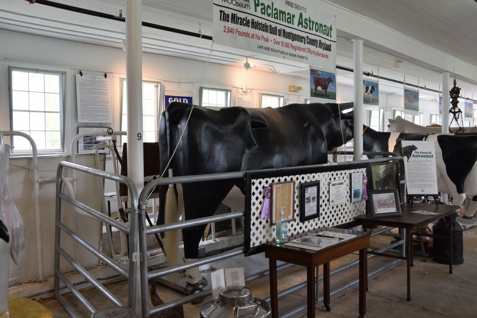 Astronaut the Prized bull  in as barn stall in the MOOseum