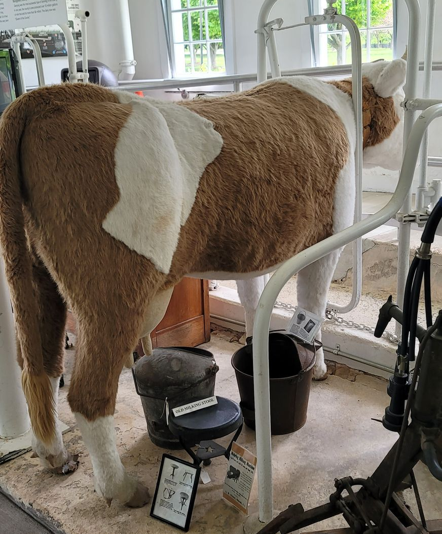 Fuzzy cow exhibit