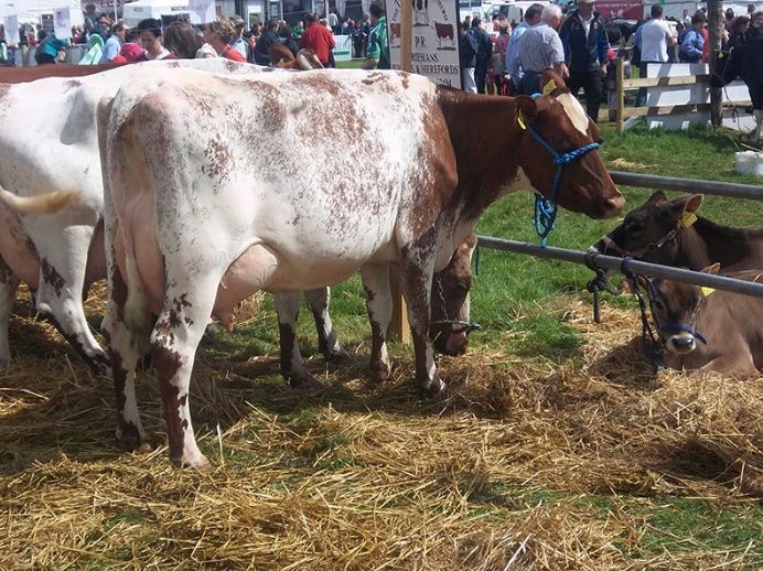 Holstein cow