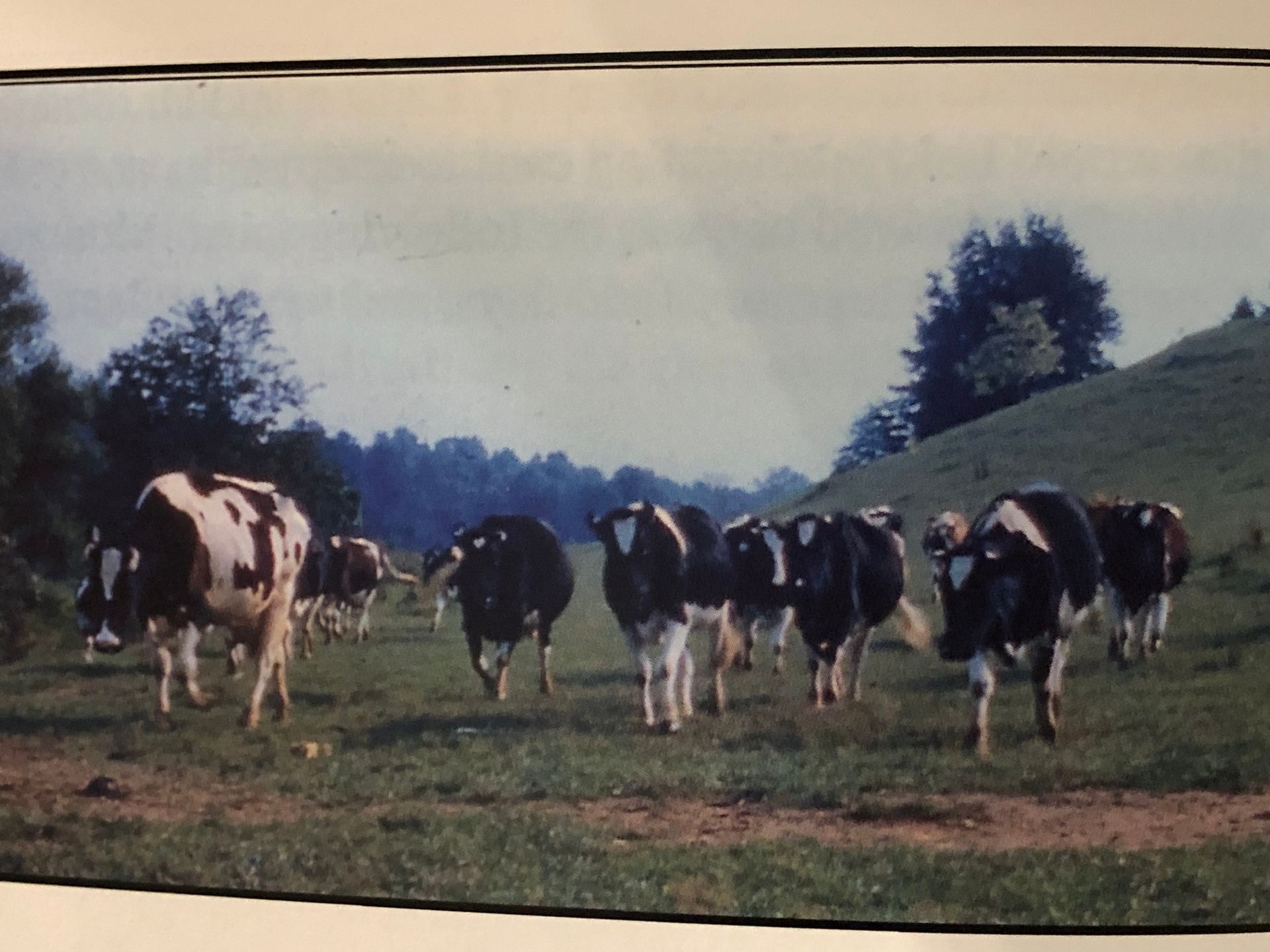 In 1964 at the Montgomery County fair Retirement’s Marjean my Guernsey heifer won Jr  Champion and the fitting & showing contest in the 4-H & FFA division.