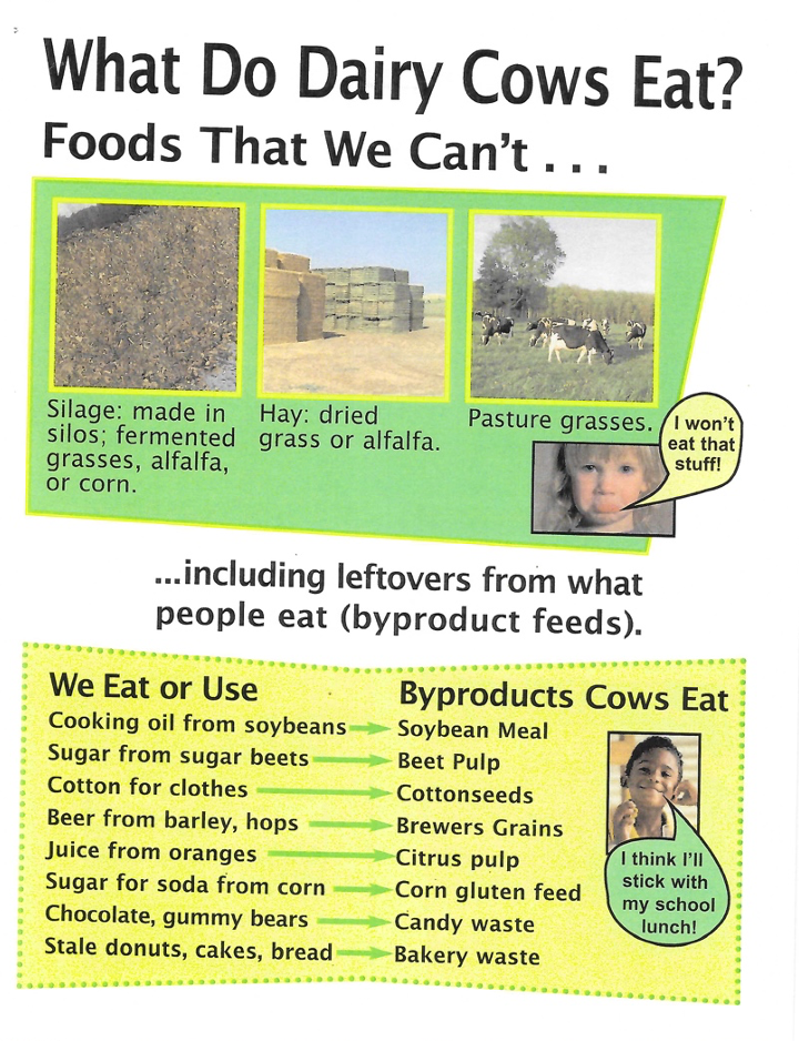 Poster about what dairy cows eat