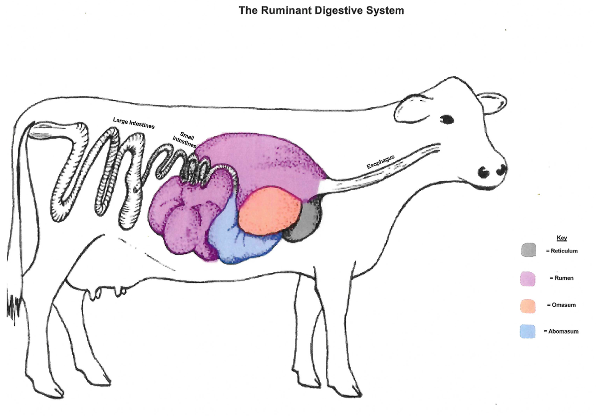 Brown Ayrshire Cow