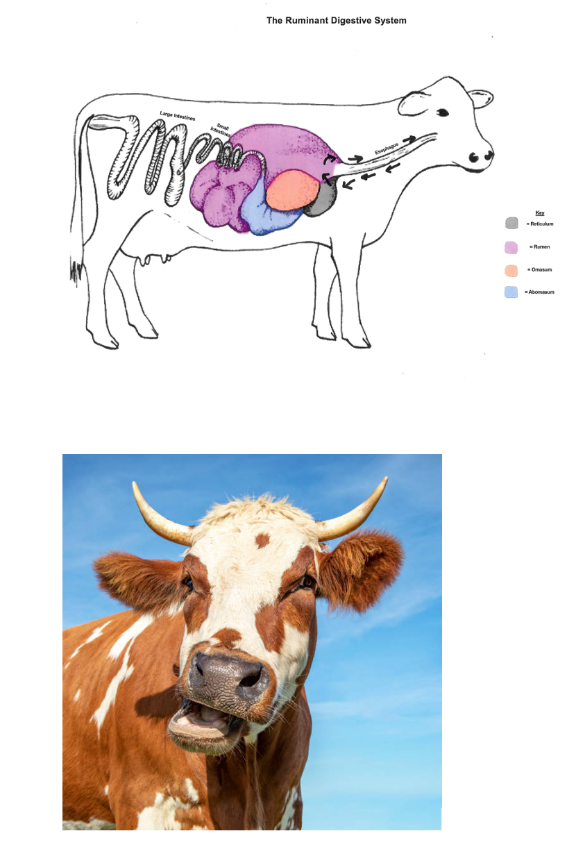 Dairy cow chewing cud