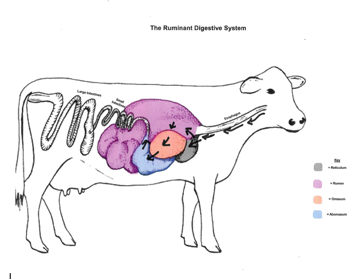 Important Dairy Breeds