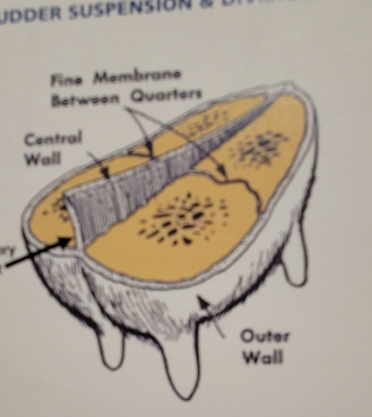 Diagram of cows udder