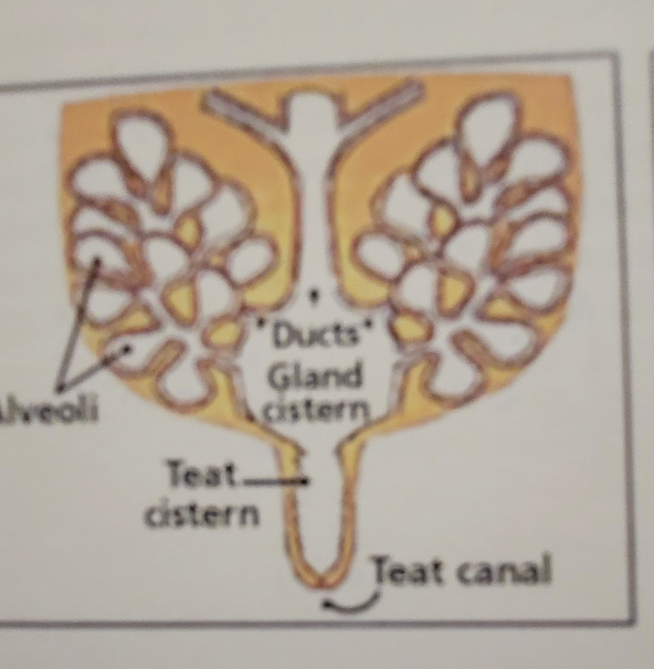 Diagram of cows teat