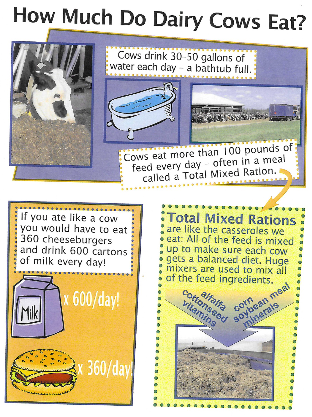 Poster about how much cows eat