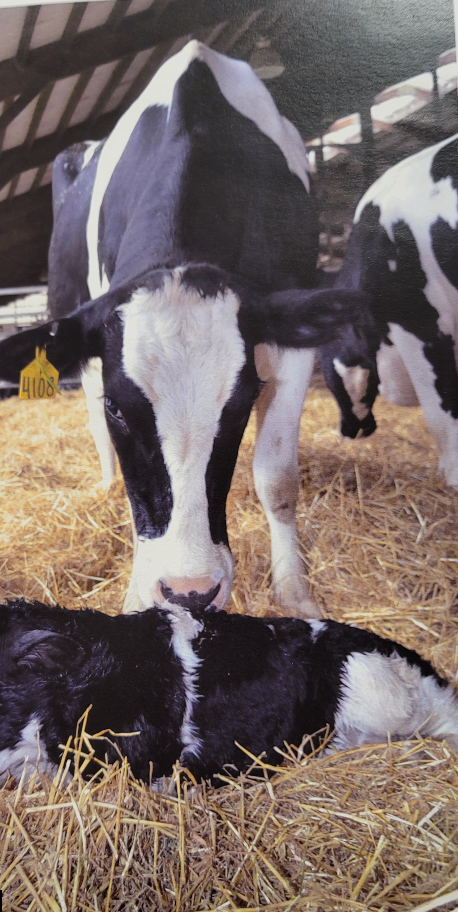 Udder of dairy cows