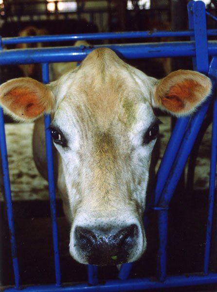 After the cows eat they will get milked
