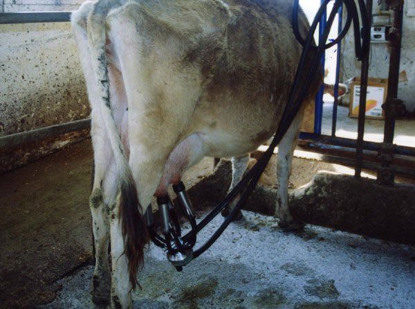 After the cows eat they will get milked