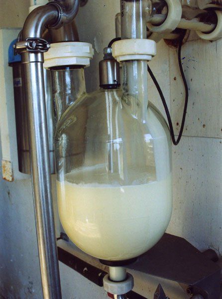 Cows give up to five gallons of milk every day