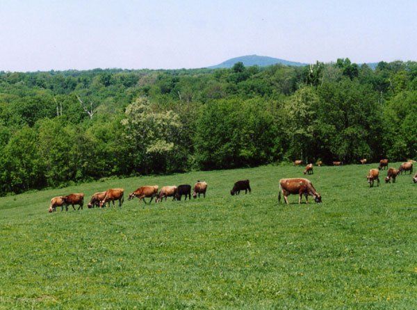 Jersey and Brown  Swiss Dairy Cows in a field in part of Montgomery County, MD near Sugar Loaf Mountain