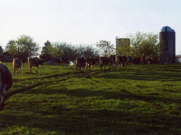 Dairy cows are milked every morning and evening