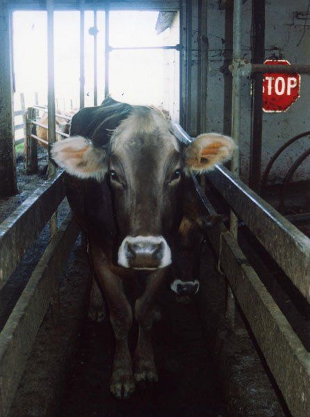 Dairy cows are smart - they walk in a single file to the barn