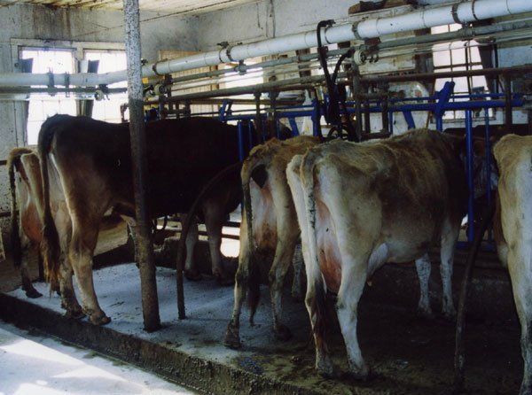 Dairy cows are smart - they know which stall they are supposed to go to