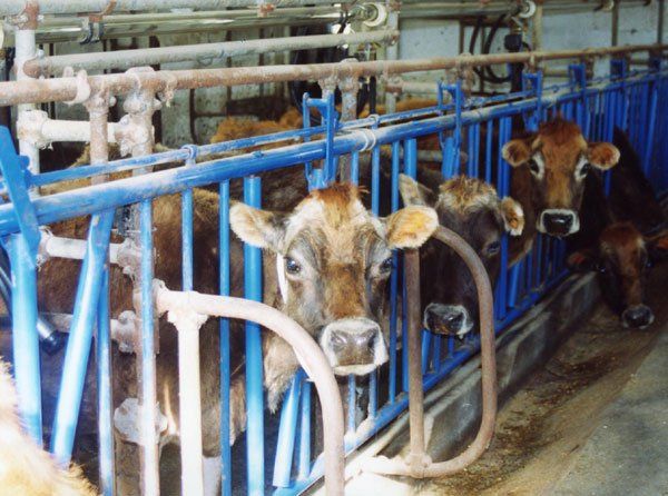 Cows places their heads through the slots in the front of the stall