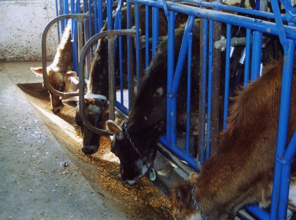 Cows are fed grain and hay