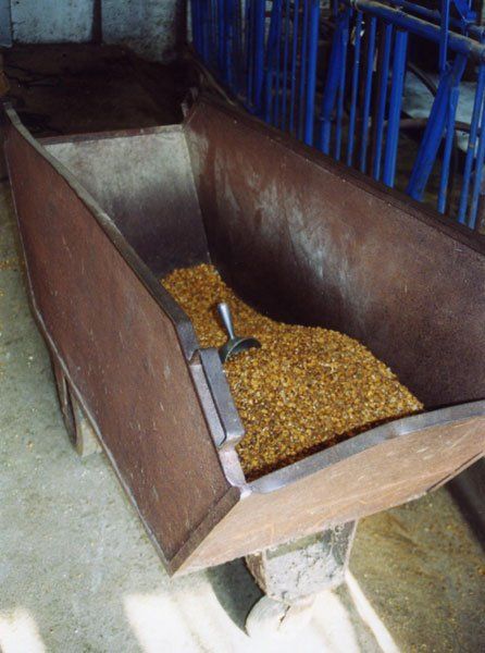 Mr. Toth or one of the kids brings scoops of the grain mix for us to eat