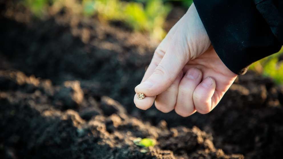 Hand holding a small seed over dark soil in a garden bed