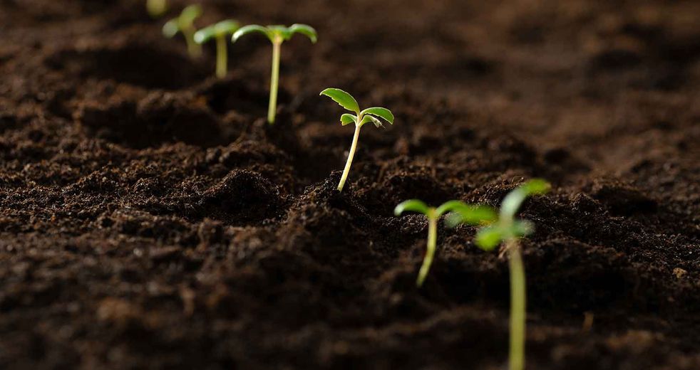Young green seedlings sprouting from dark soil in a garden bed