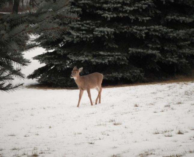 A deer standing in a snowy field with trees in the background – Oxford, MI - Camp Oakland