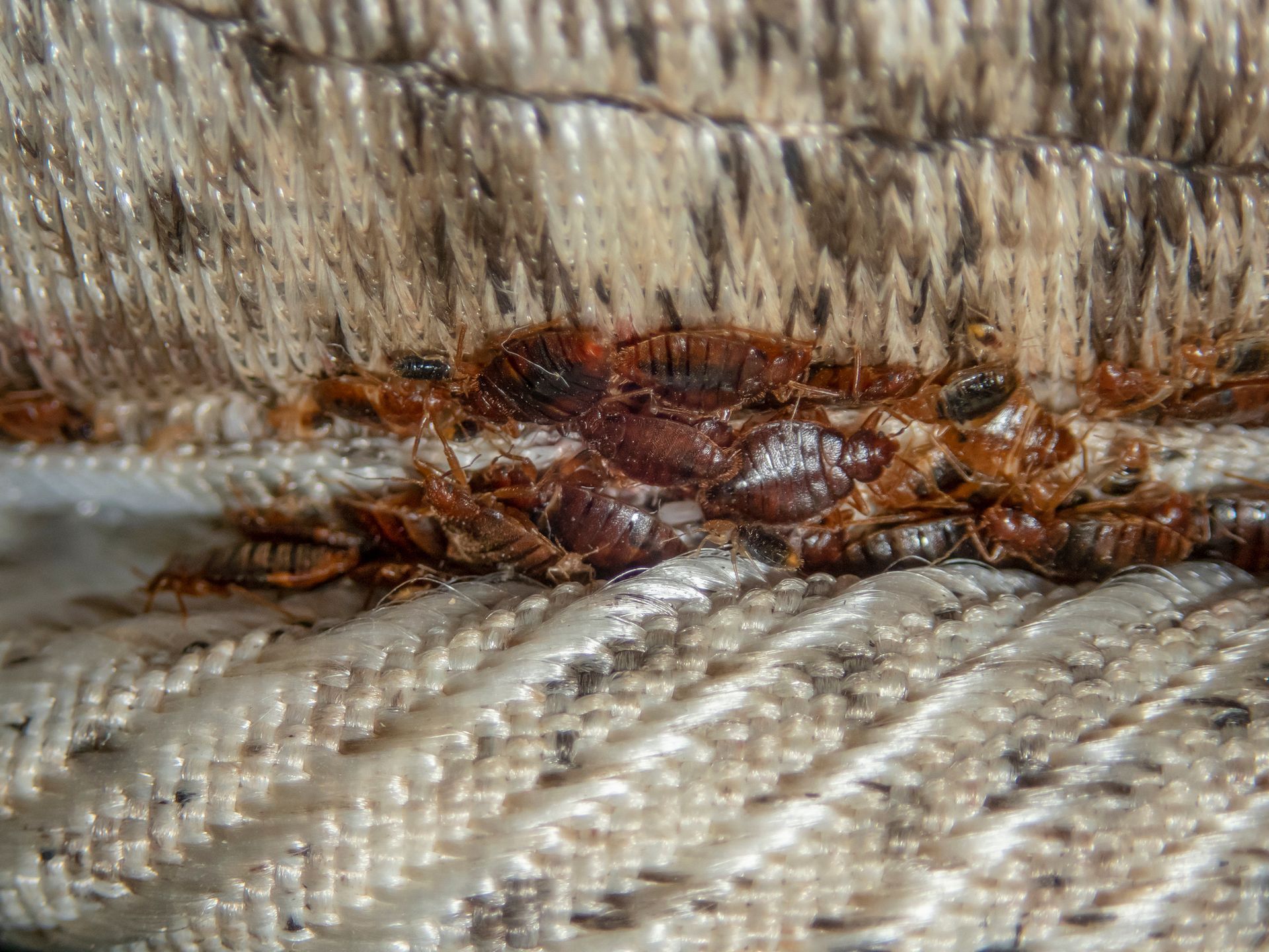 Bed Bugs Guide