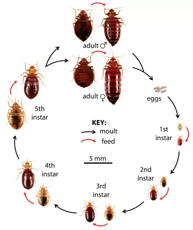 Bed Bug Exterminator Tampa