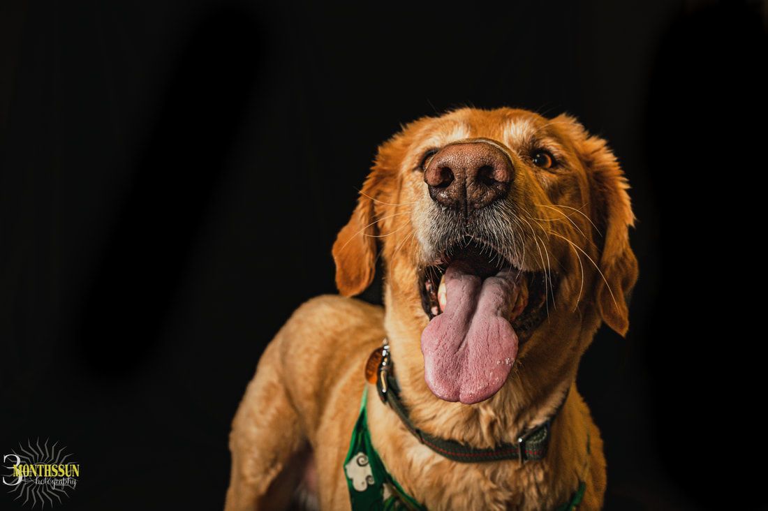 A close up of a dog with its tongue hanging out.