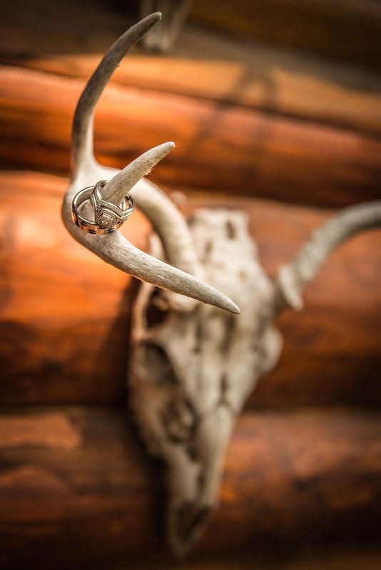 A close up of a deer skull with wedding rings on it.
