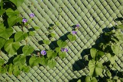 Purple flowers and green vines climbing a green chain-link fence
