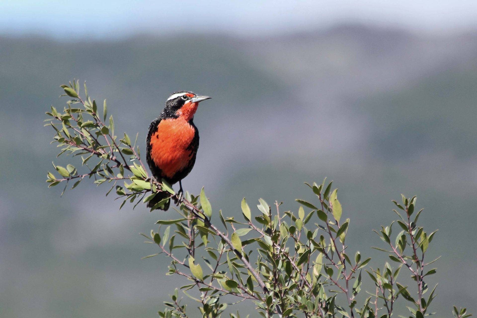 avistamiento de aves en colombia