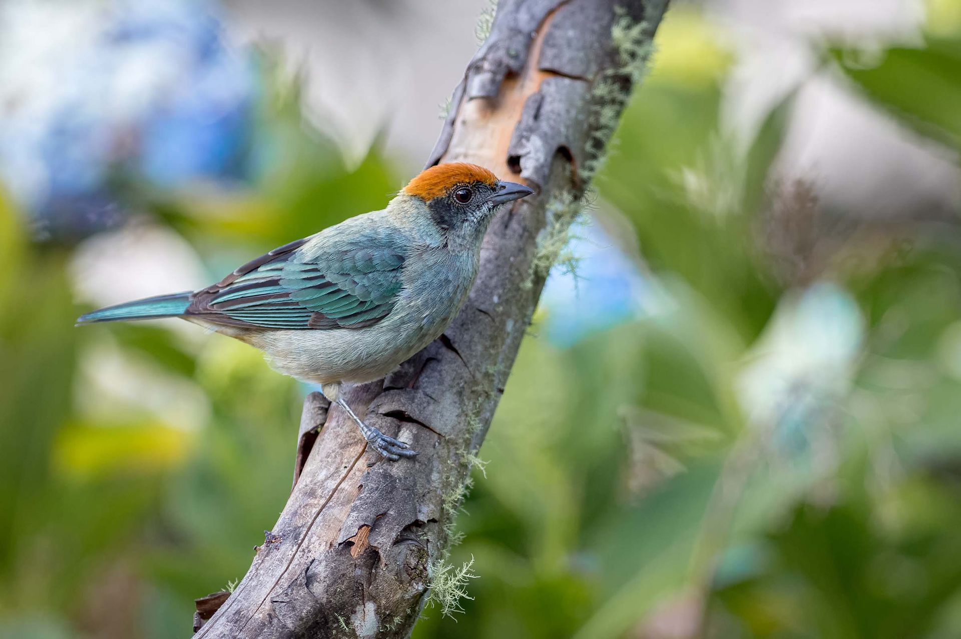 turismo de aves en colombia