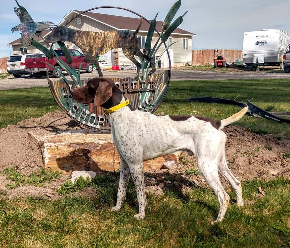Home Rigby ID MOODY CREEK KENNEL