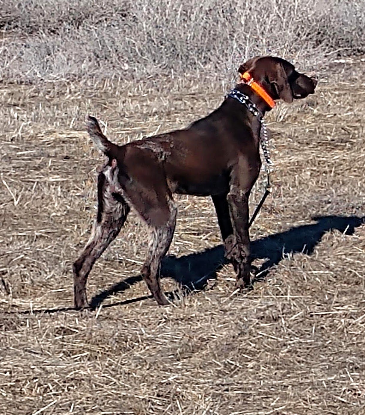 Home Rigby ID MOODY CREEK KENNEL