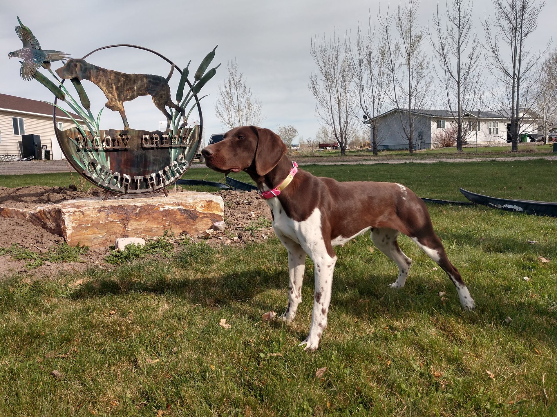 Home Rigby ID MOODY CREEK KENNEL