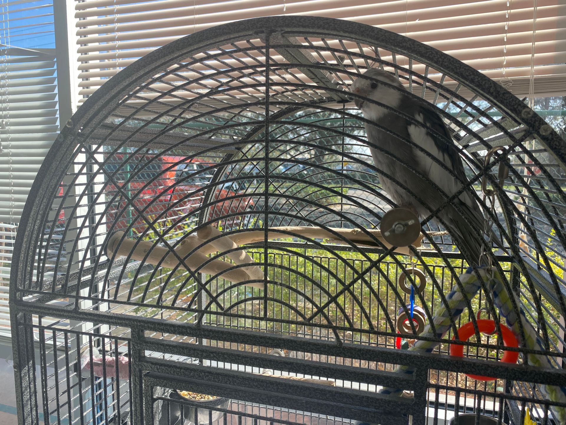 A bird in a cage looking out a window
