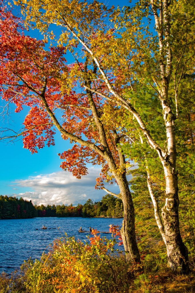 Autumn birch trees with colorful leaves beside a blue lake under a bright sky