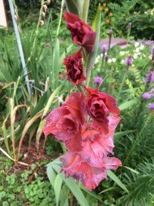 Flower in Lincoln, NE - George Witt Service