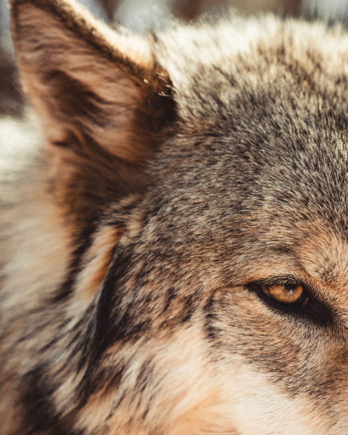 Close-up of a wolf’s face with amber eye and gray-brown fur